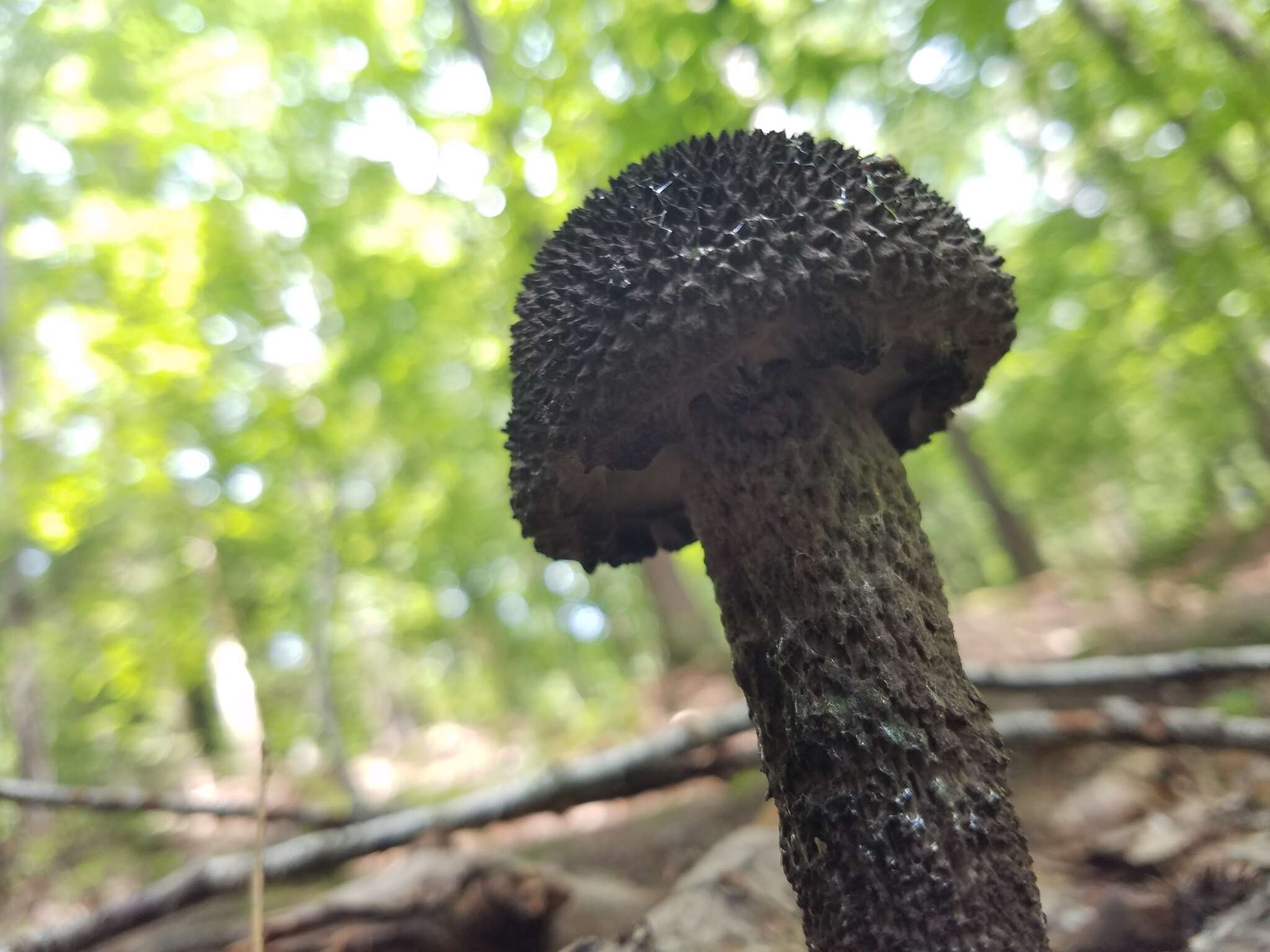 Слика од Strobilomyces strobilaceus (Scop.) Berk. 1851