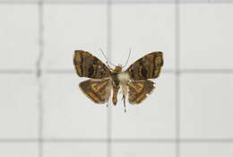 Image of Choreutis amethystodes