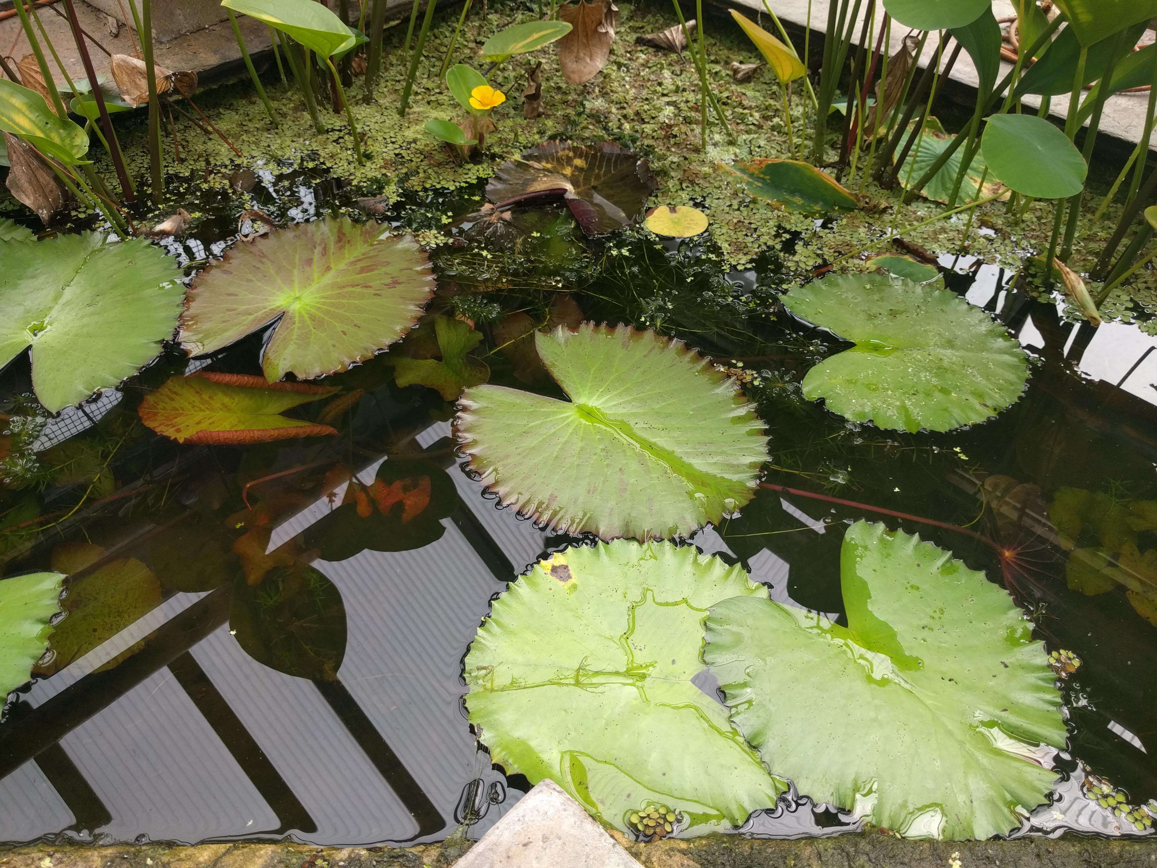 Image of Egyptian white water-lily