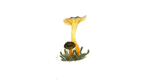 Image of Craterellus lutescens (Fr.) Fr. 1838