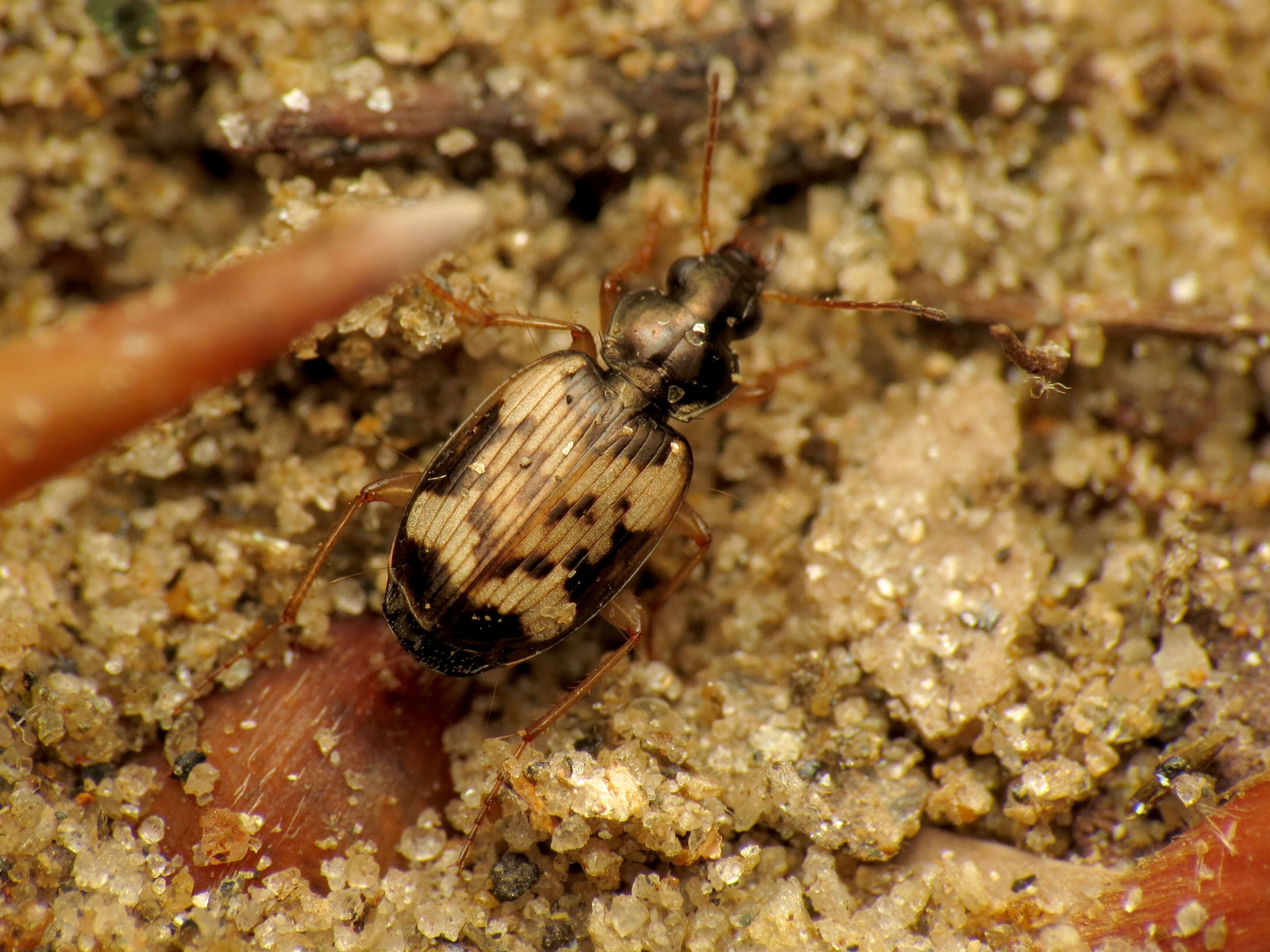 Image of Tetragonoderus (Tetragonoderus) fasciatus (Haldeman 1843)