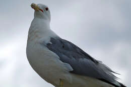 Image of California Gull