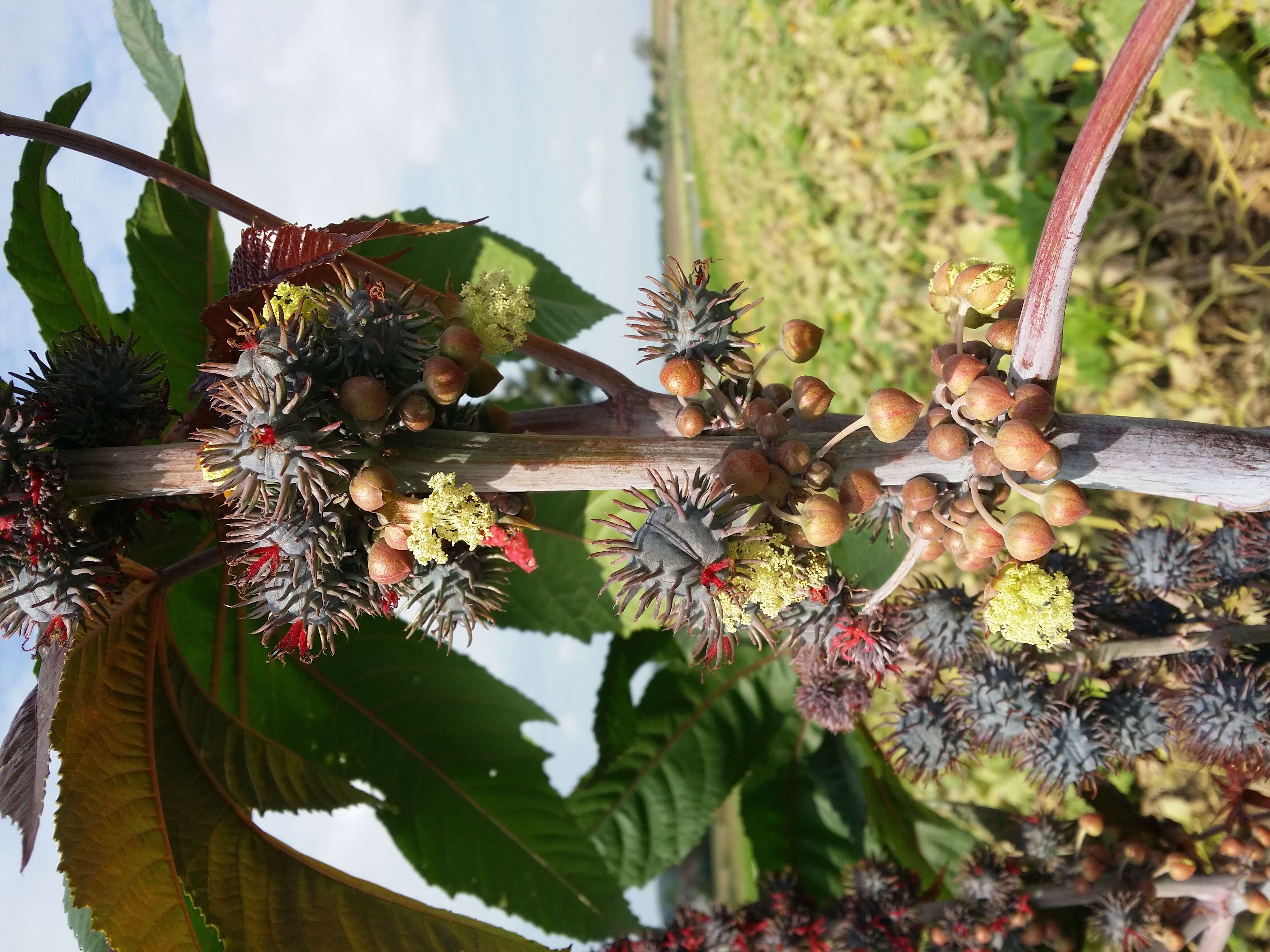 Sivun Ricinus kuva