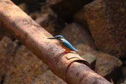 Image of Common Kingfisher