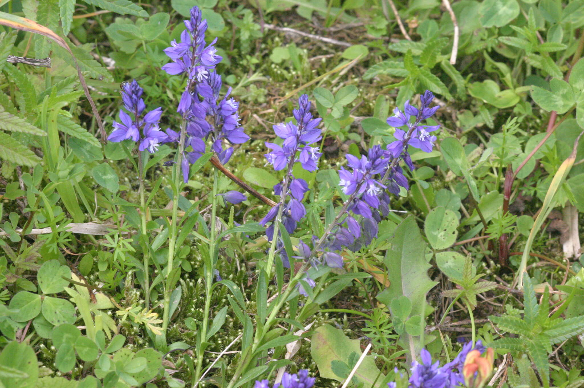 Image of Alpen-Kreuzblume