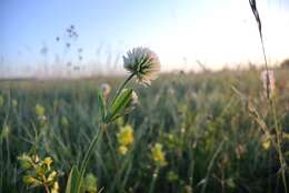 Imagem de Trifolium montanum L.