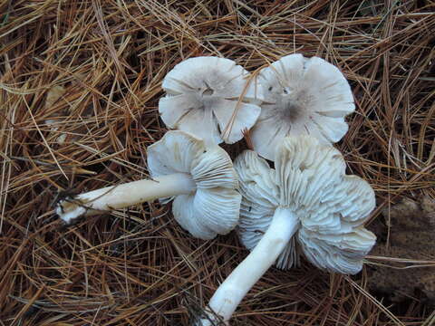 Plancia ëd Tricholoma orirubens Quél. 1872