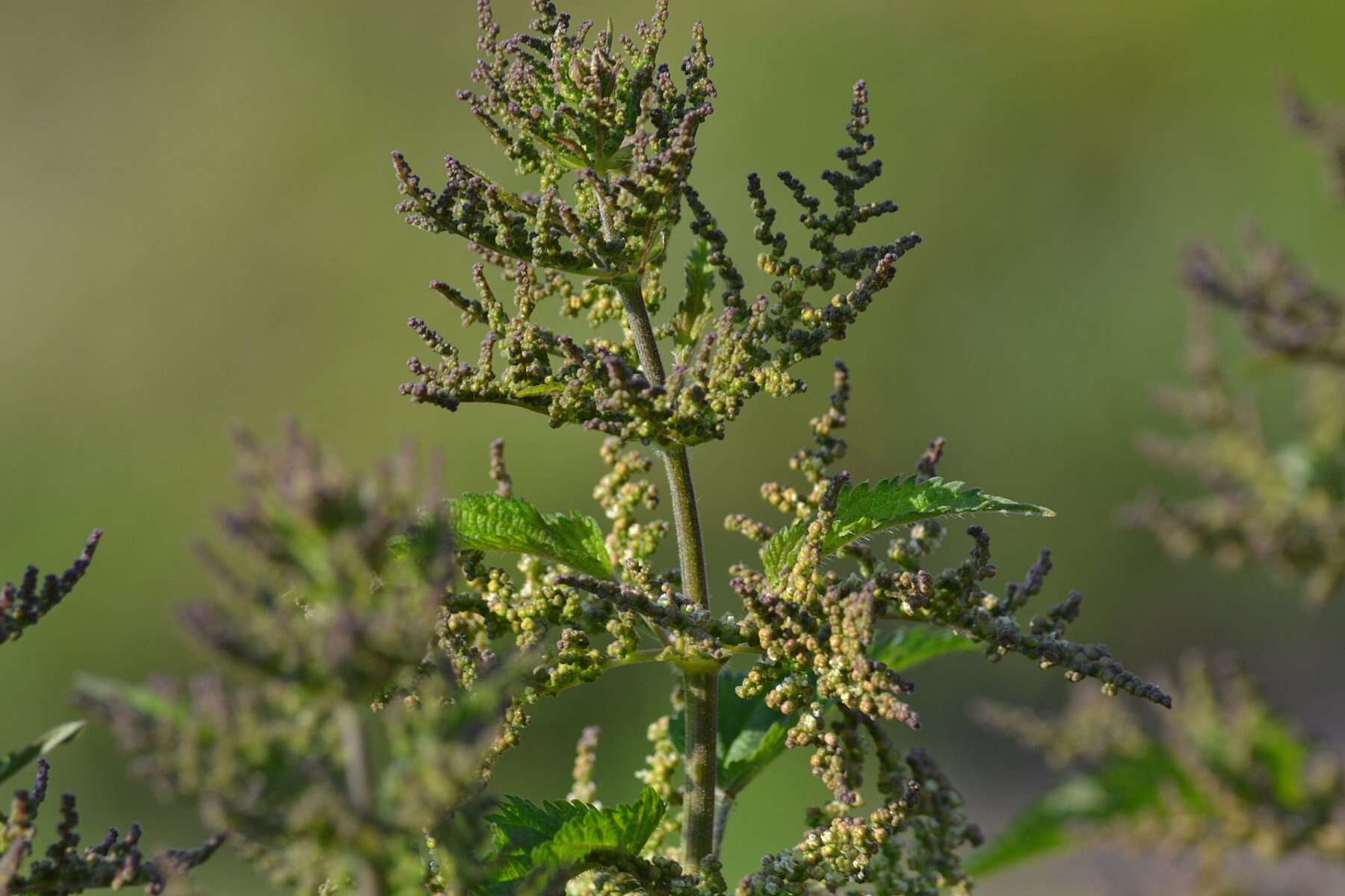 Image of Common Nettle