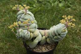 Image of Crassula alstonii Marloth