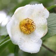 Imagem de Stewartia pseudocamellia Maxim.