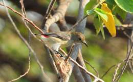 Image of Scarlet-backed Flowerpecker