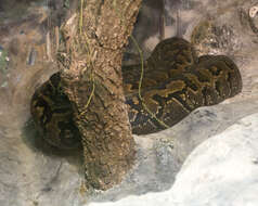 Image of African rock python