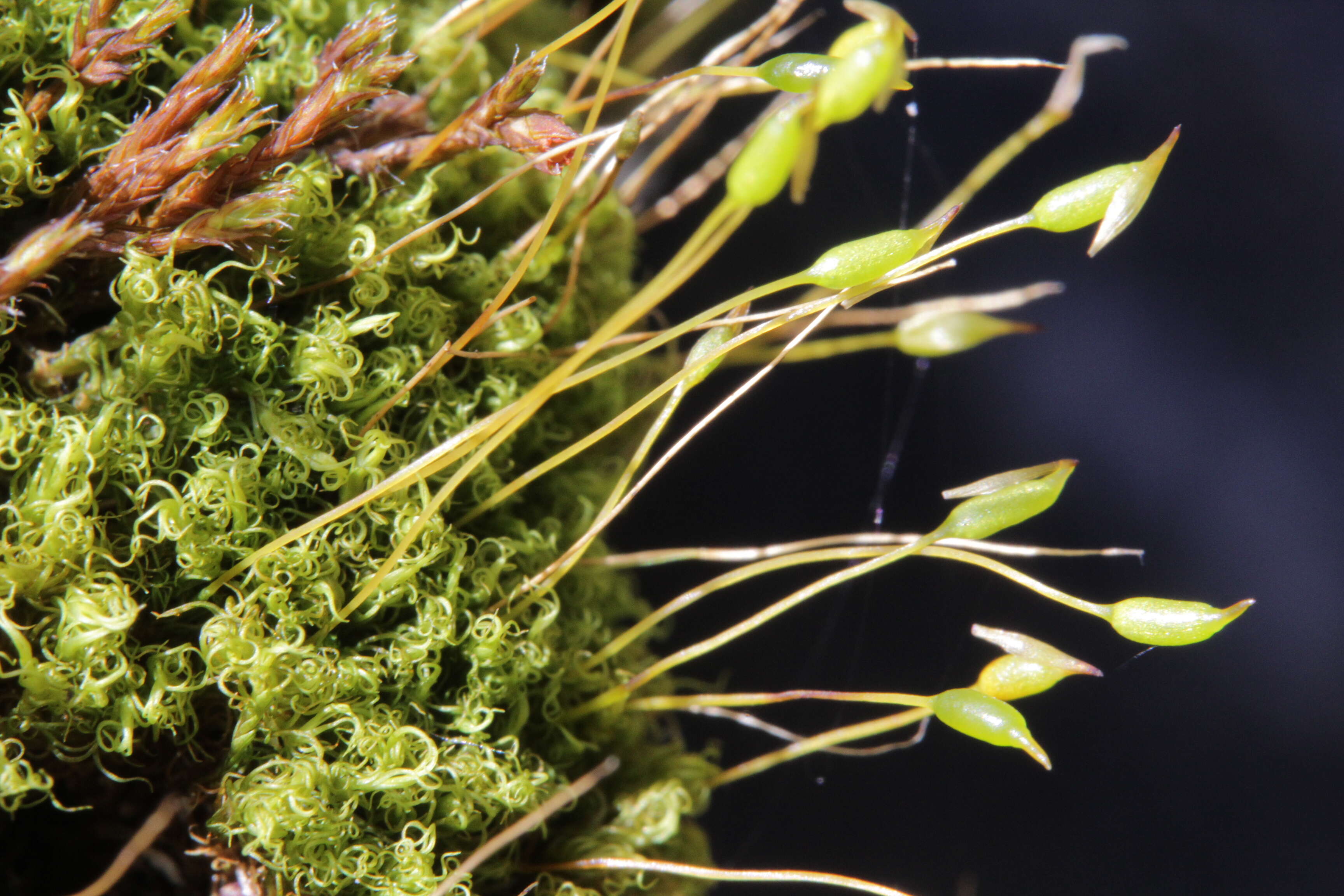 Image of dicranoweisia moss