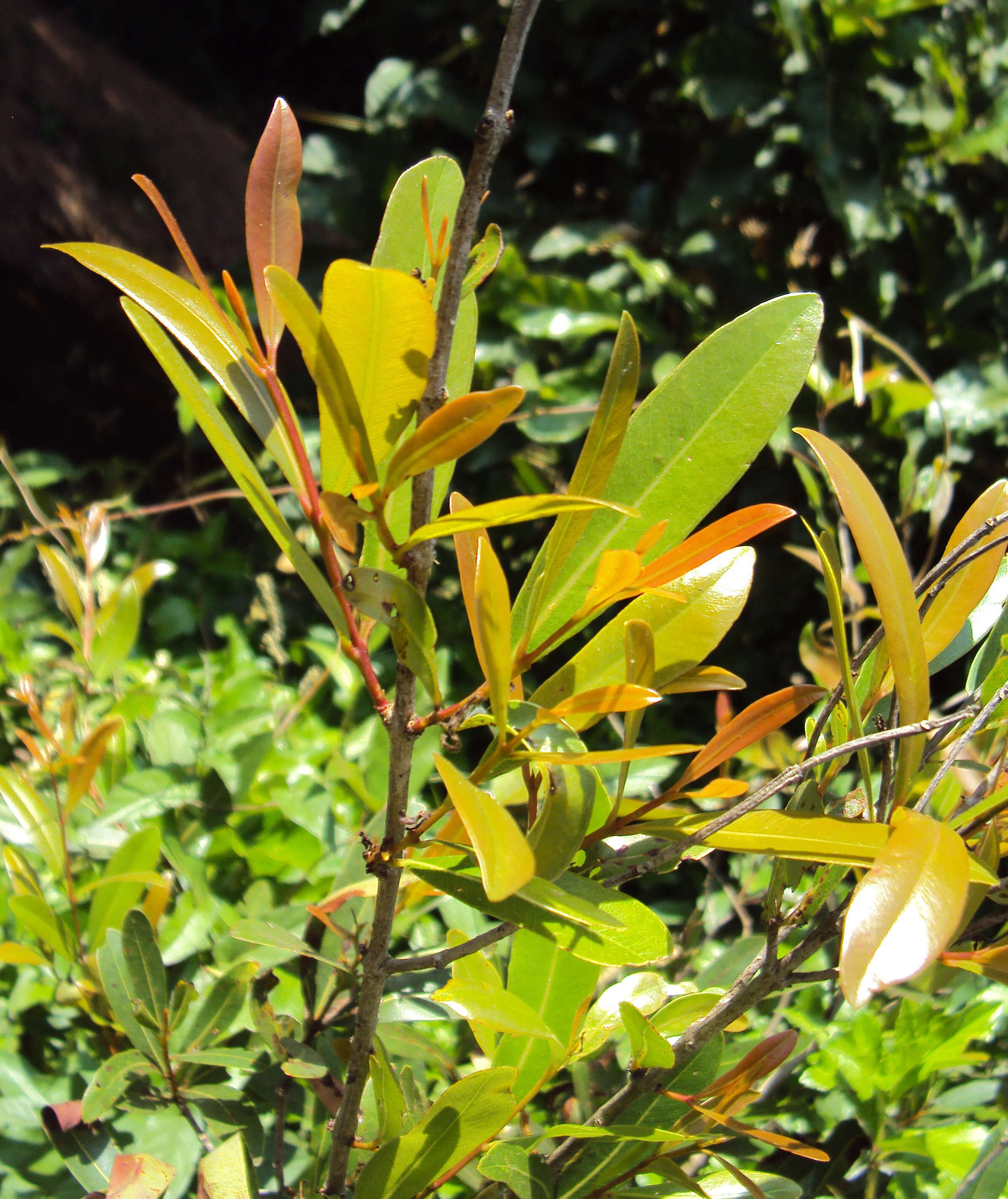 Image de Syzygium salicifolium (Wight) J. Grah.