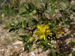 Image of creosote bush