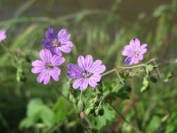 Image of hedgerow geranium