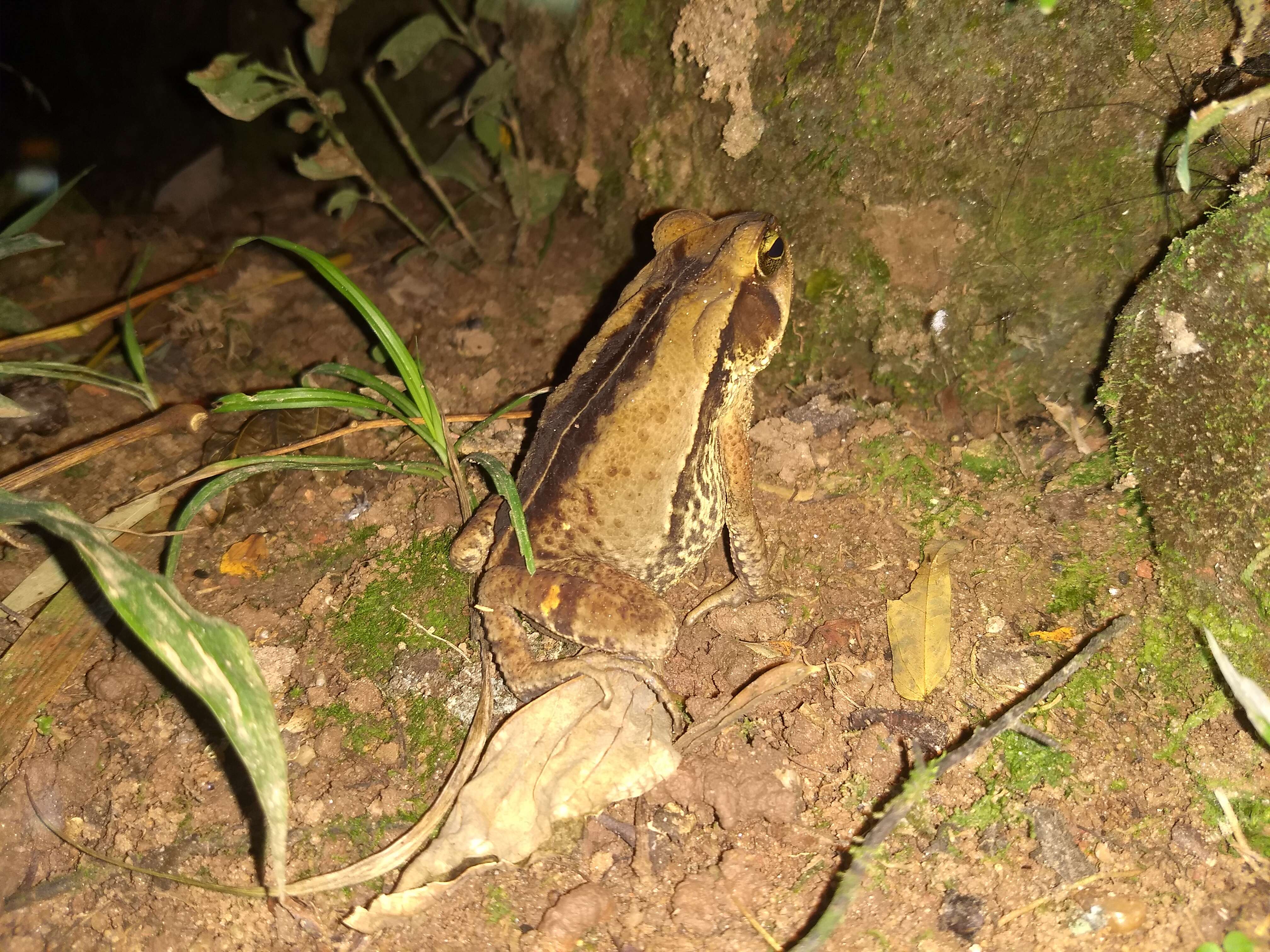 صورة Rhinella ornata (Spix 1824)