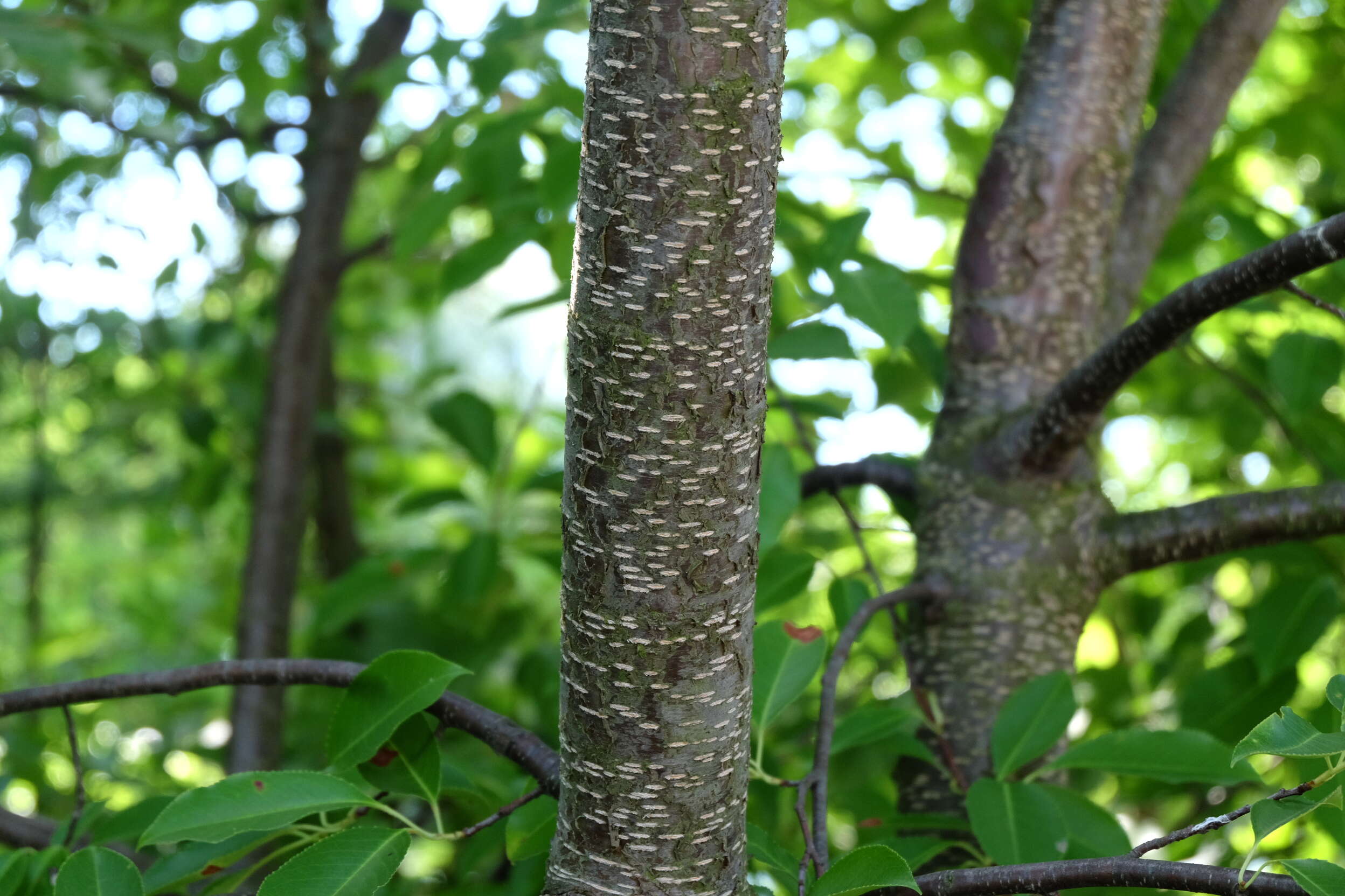 Image of black cherry