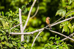 Image of Blue Grosbeak