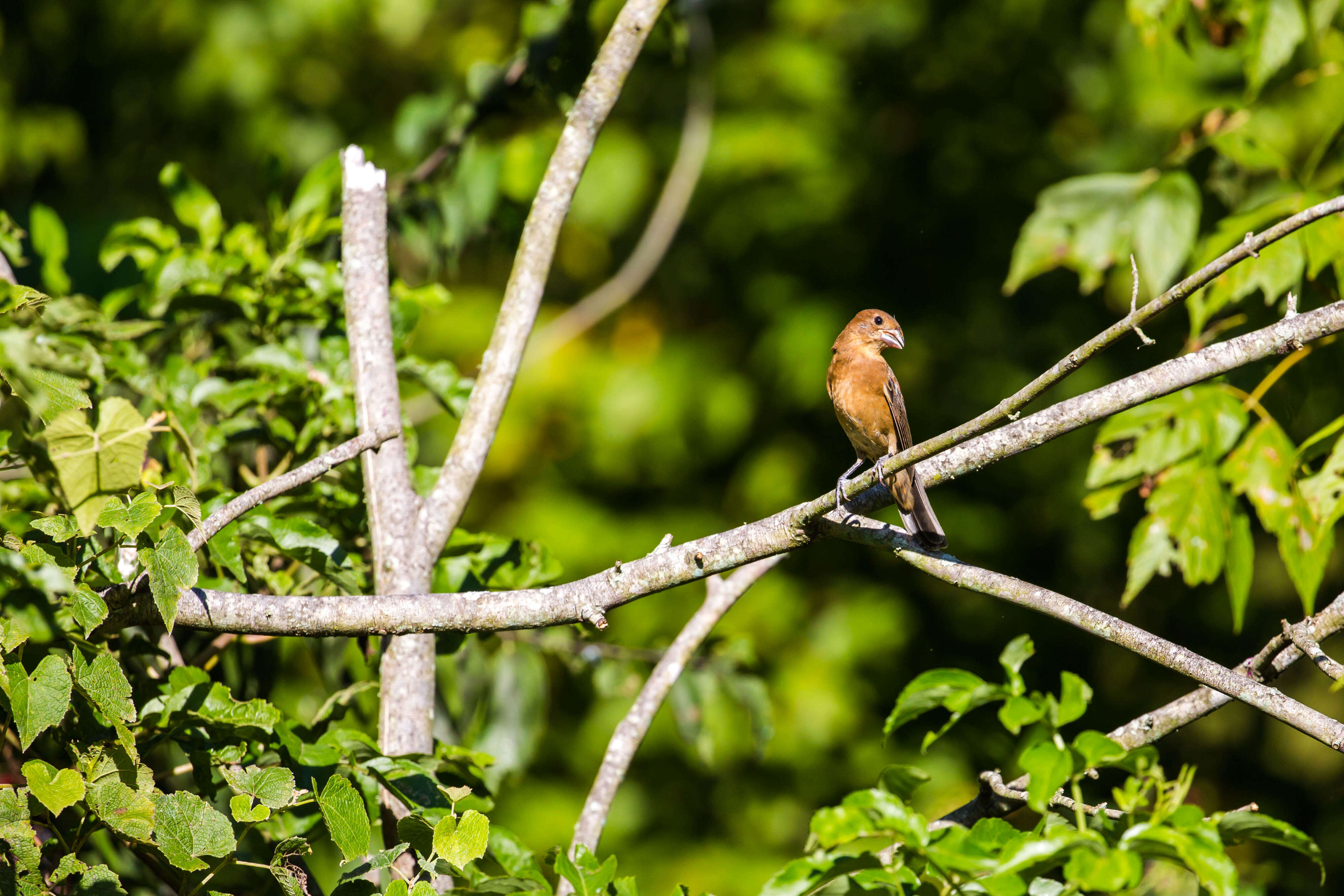 Image of Blue Grosbeak