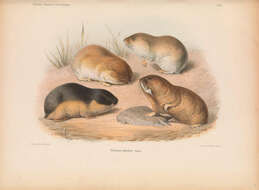 صورة Ellobius tancrei Blasius 1884