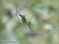 Image of Leucauge decorata (Blackwall 1864)