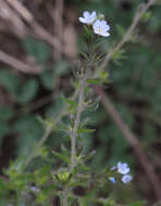 Image of European stickseed