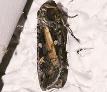 Image of Black Army Cutworm