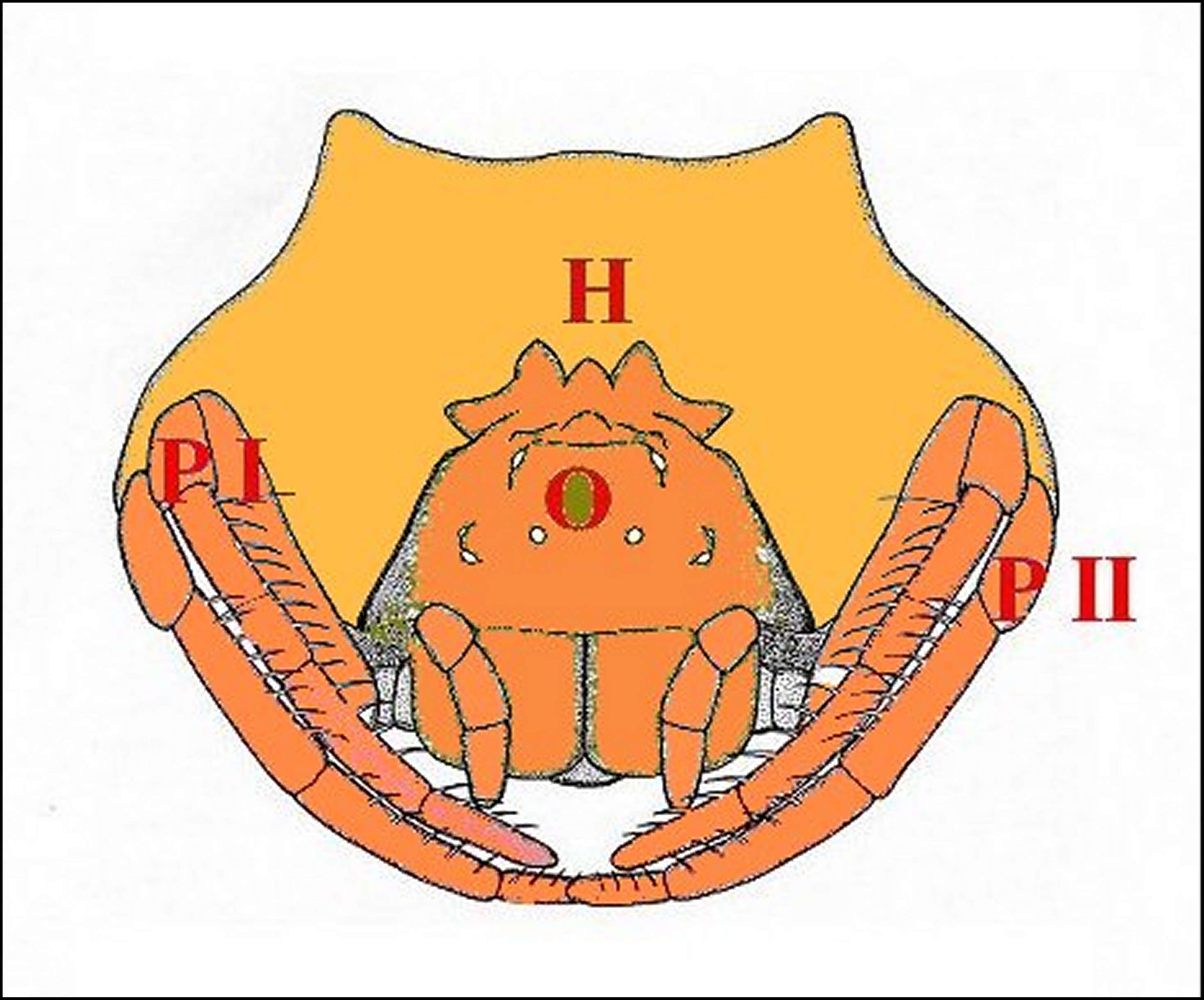 Image of Bolas Spiders