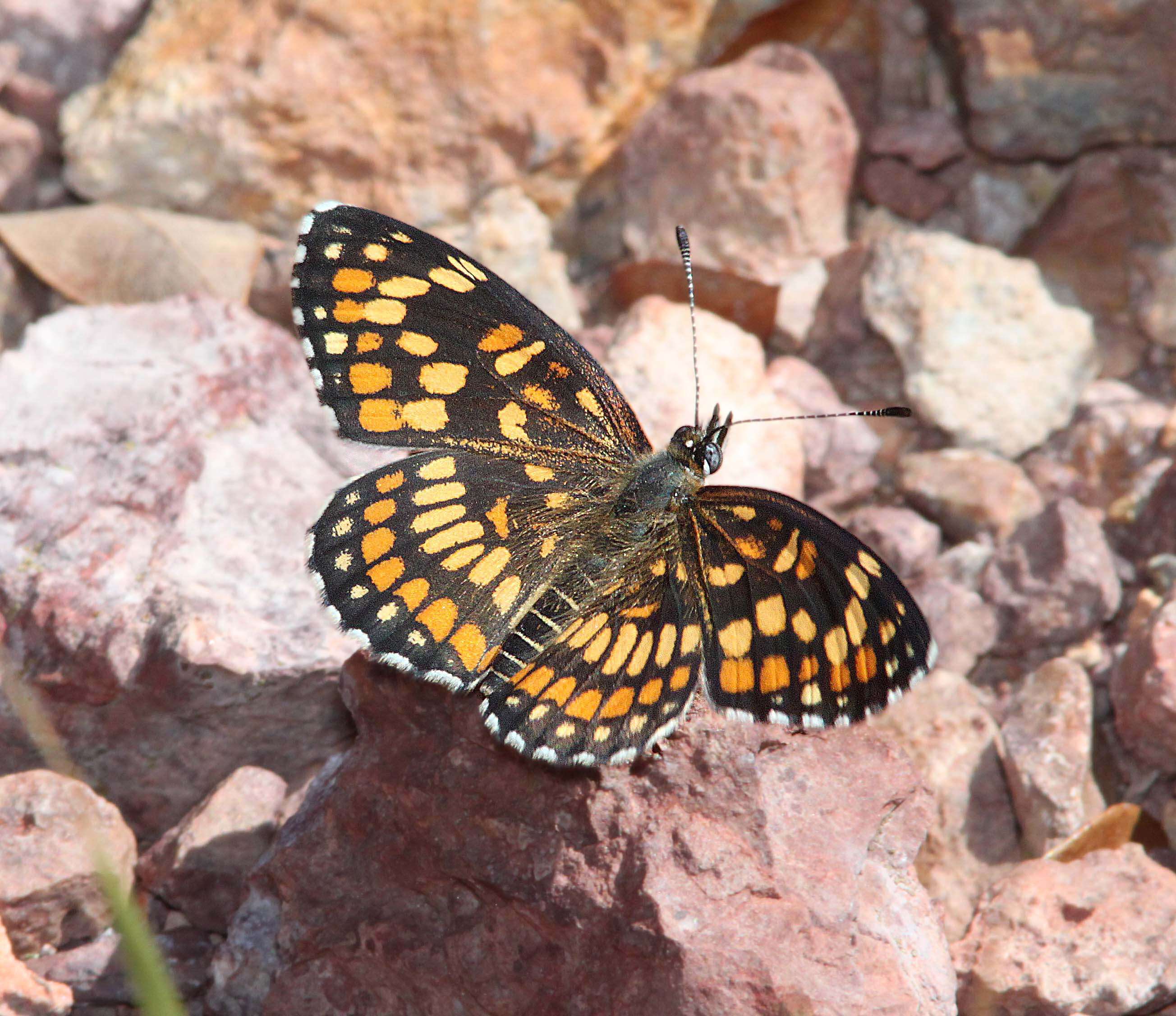 Image of Chlosyne theona