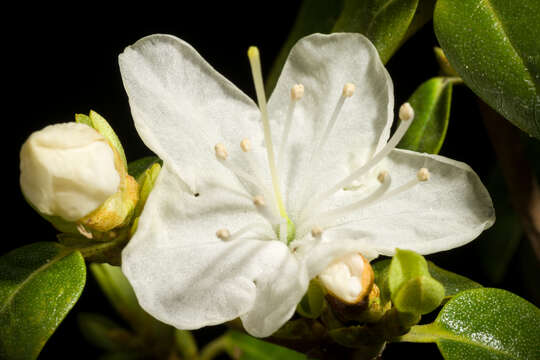 صورة Rhododendron dauricum L.