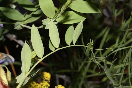 Image of fewflower pea