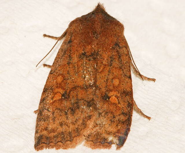 Image of Three-Spotted Sallow