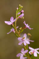 Image de Stylidium graminifolium Sw. ex Willd.