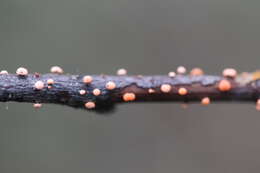 Image of Nectria cinnabarina (Tode) Fr. 1849