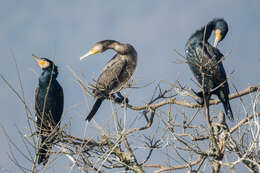 Image of Black Shag