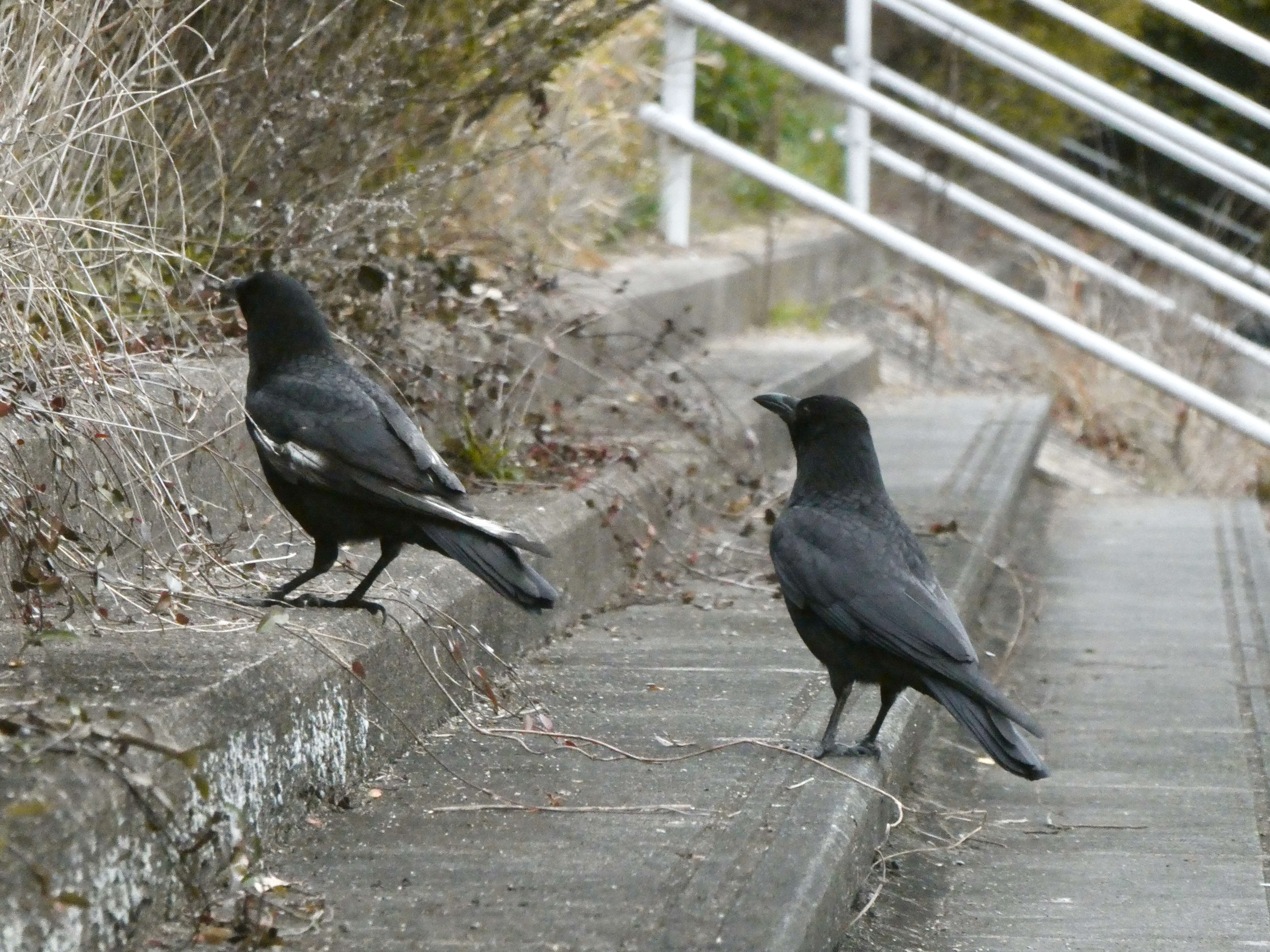 Image of Eastern Carrion Crow