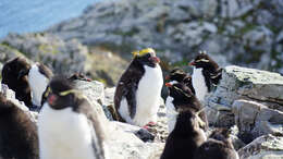 Image of Macaroni Penguin