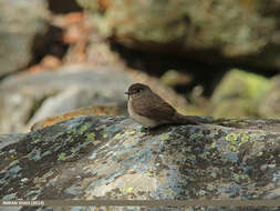 Image of Dark-sided Flycatcher