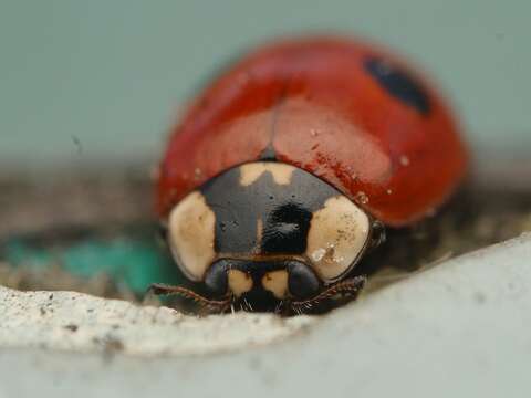 Image of twospotted lady beetle