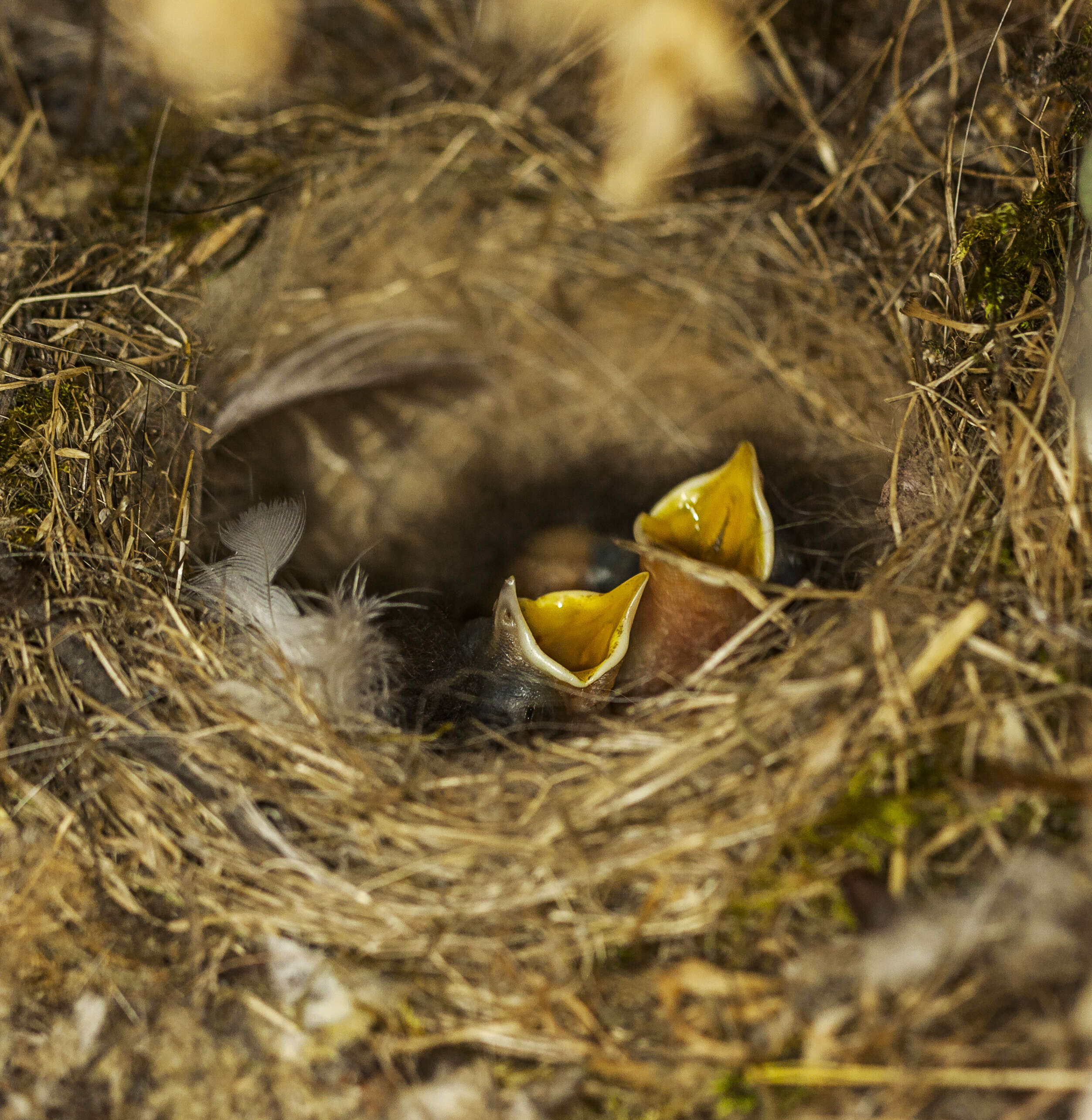 Image of Black Redstart