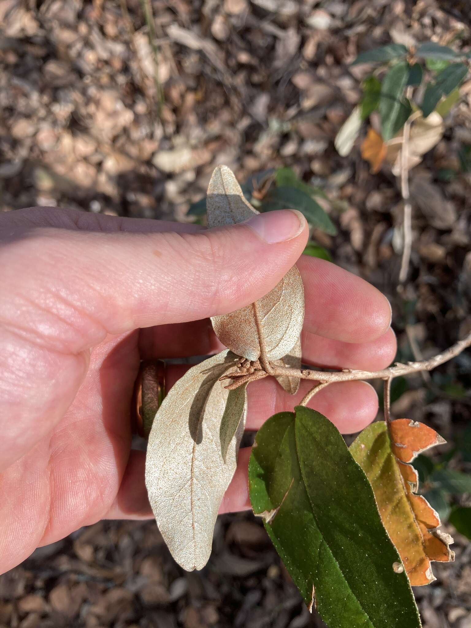 Image of Alabama croton