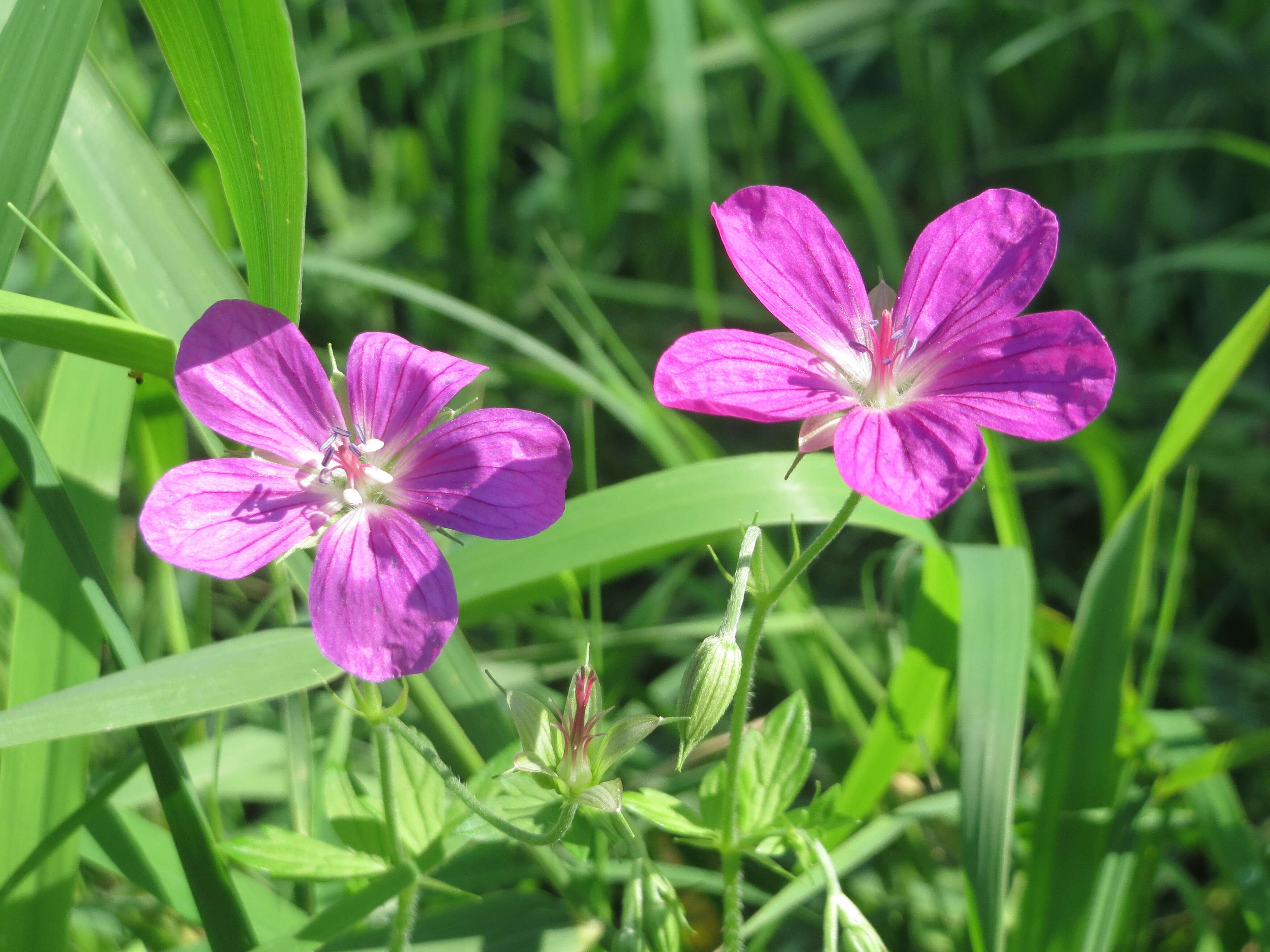 Imagem de Geranium palustre L.