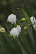 Image of Loddon lily