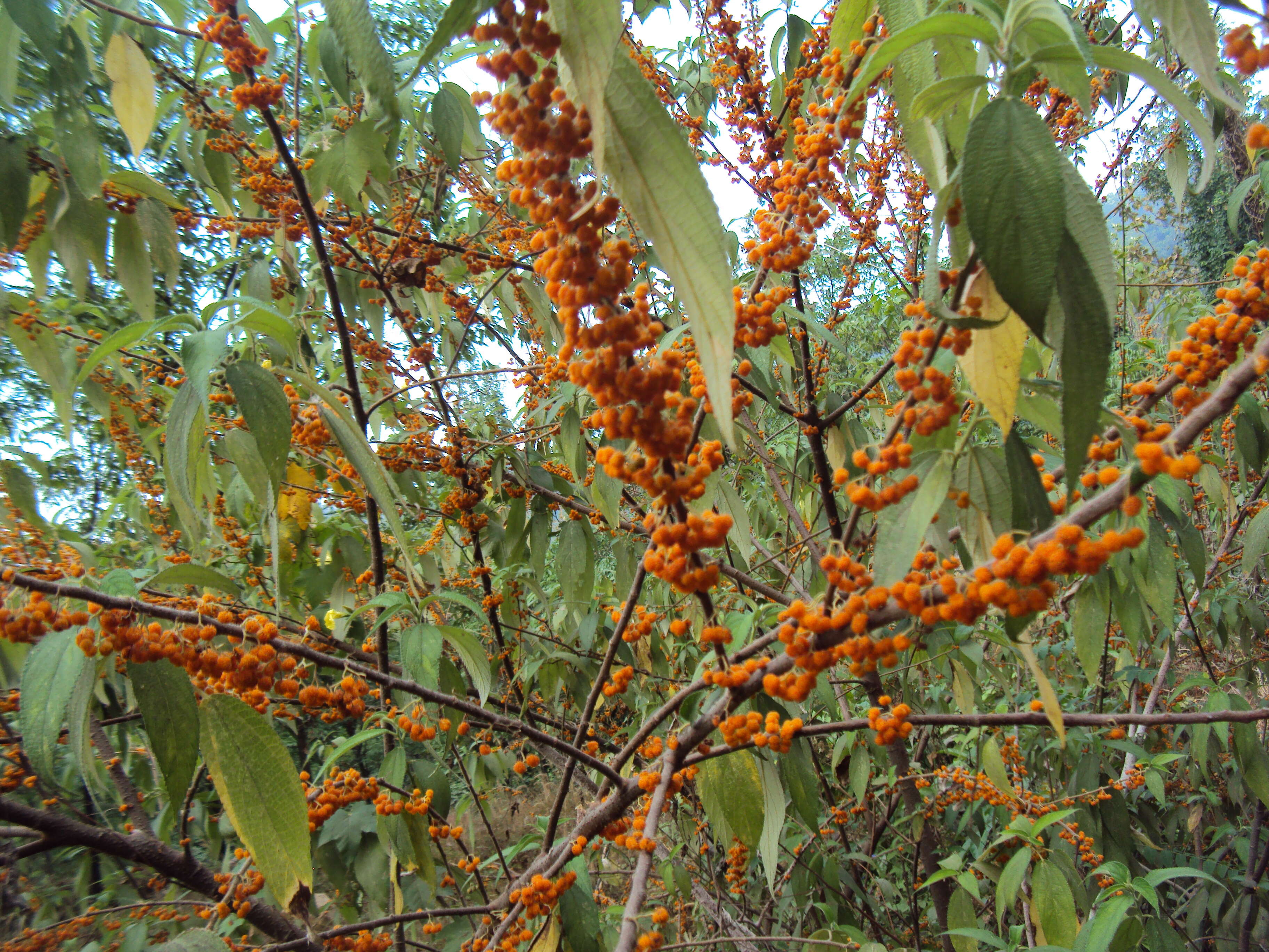 Imagem de Debregeasia longifolia (Burm. fil.) Wedd.