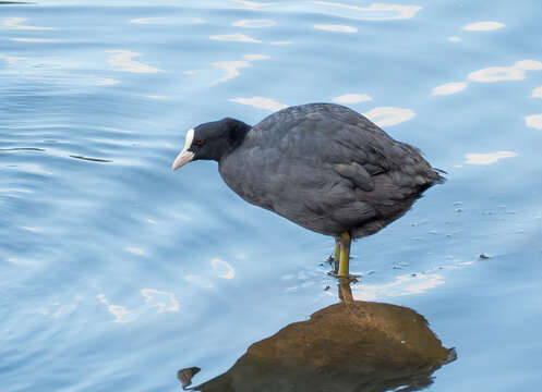 Image of Common Coot