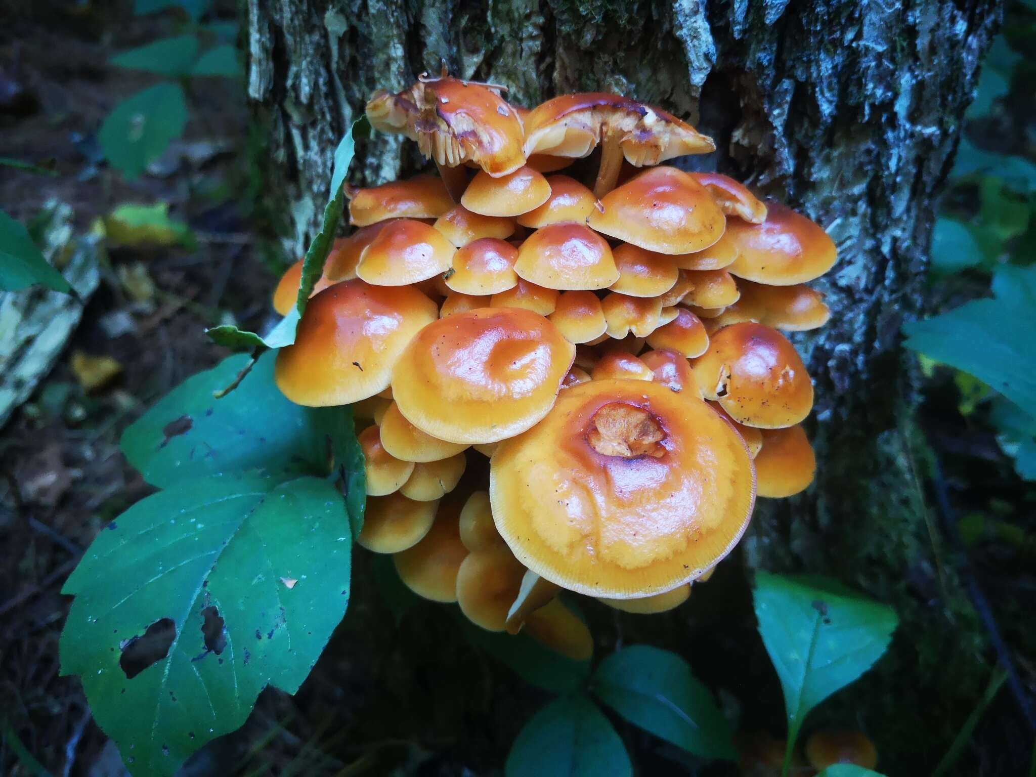 Plancia ëd Flammulina velutipes (Curtis) Singer 1951