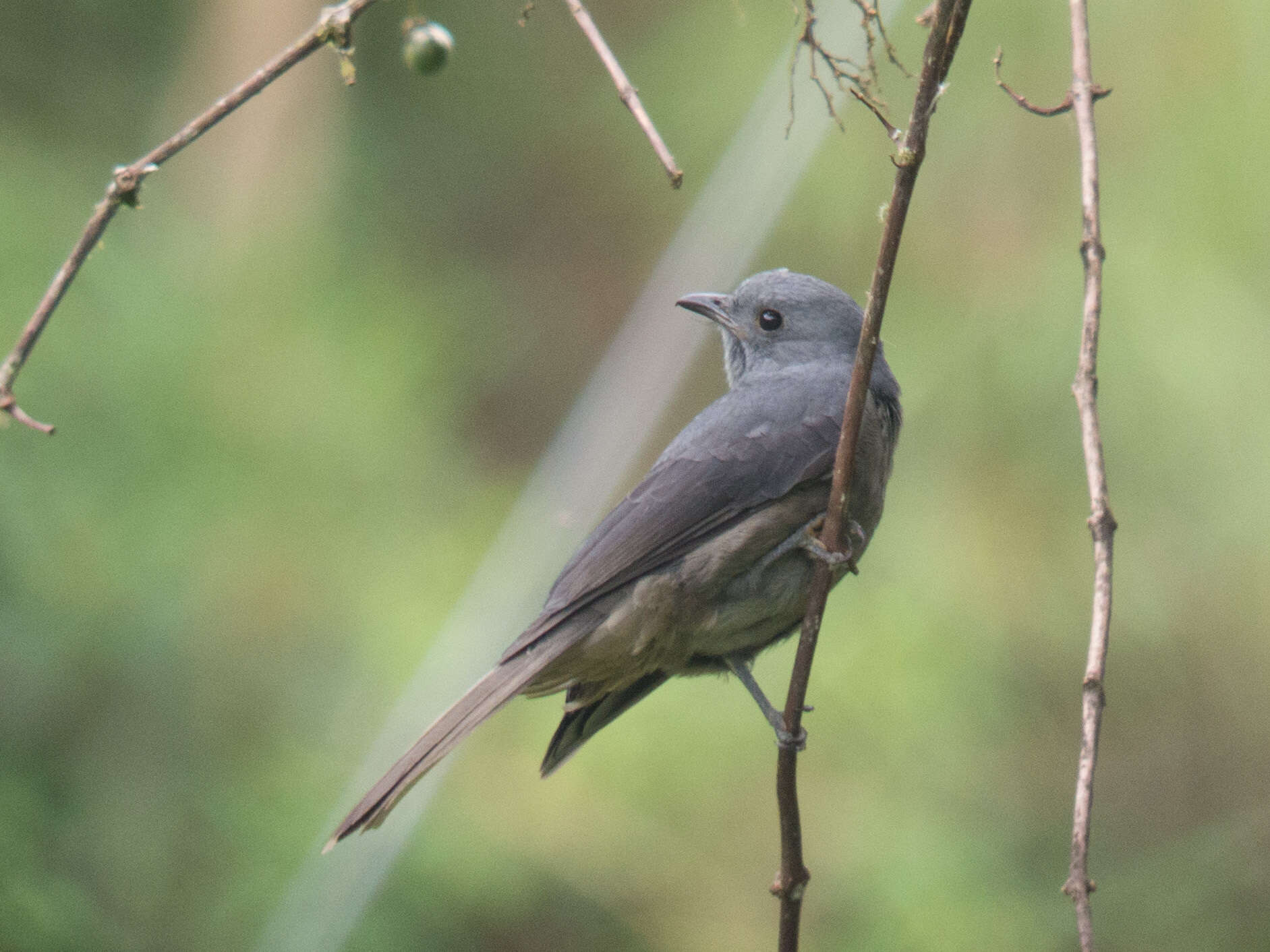 Image of Dusky Piha