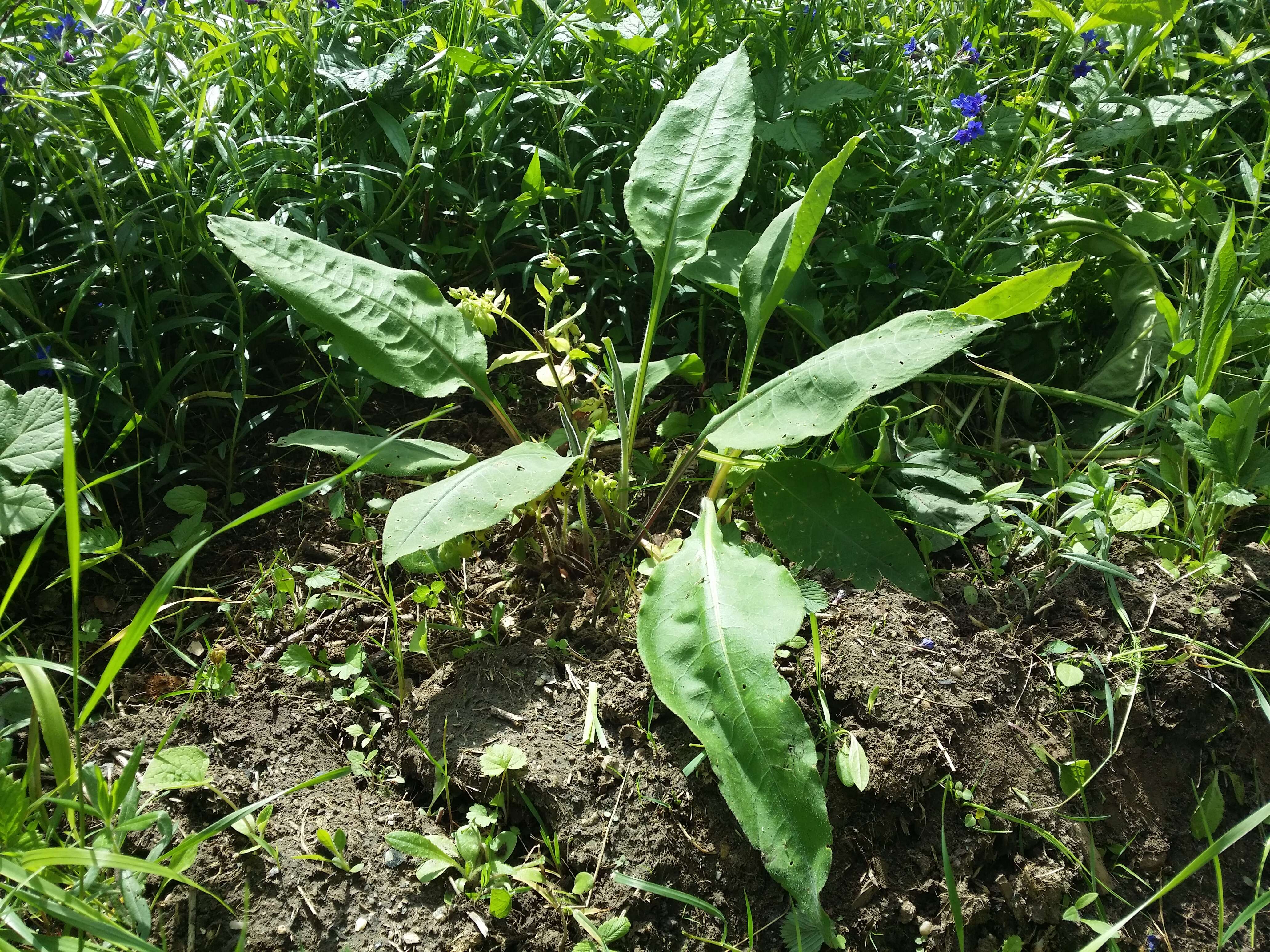 Image of Pulmonaria mollis Hornem.