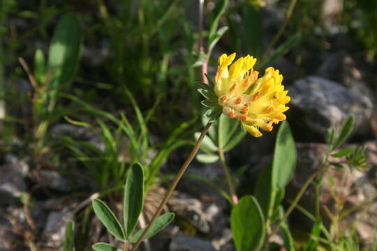 Слика од Anthyllis vulneraria L.